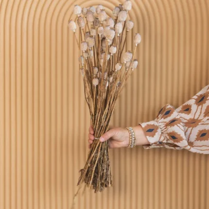 Buy Papaver Somniferum Poppy Pods