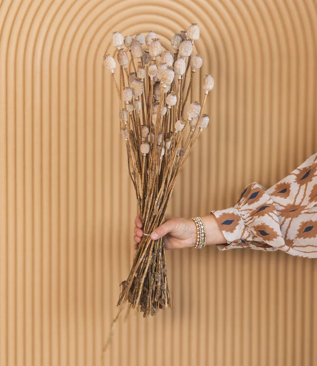 dried-papaver-somniferum-25-stems-length-65-cm Buy Papaver Somniferum Poppy Pods